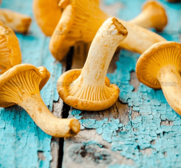 Golden Mushrooms - Seven Srl